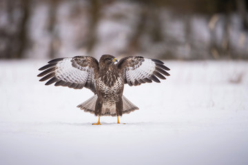 The Common Buzzard, Buteo buteo is sitting in the snow in winter environment of wildlife. ..