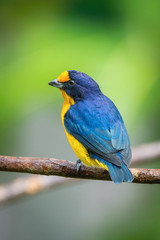 Euphonia violacea or Violaceous Euphonia is perched on the branch nice natural environment of wildlife of Trinidad and Tobago