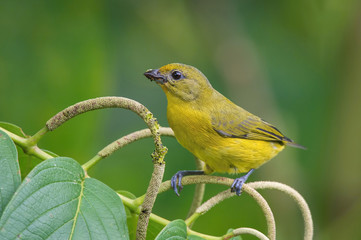 Euphonia violacea or Violaceous Euphonia is perched on the branch nice natural environment of wildlife of Trinidad and Tobago