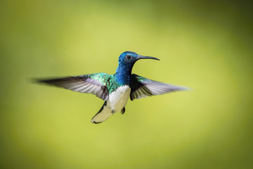 The hummingbird is soaring and drinking the nectar from the beautiful  flower in the rain forest environment. Flying White-necked jacobin, florisuga mellivora mellivora with nice colorful background.