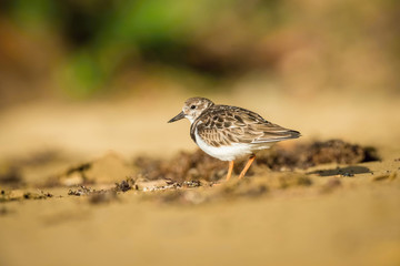 Fototapeta premium Arenaria interpres or Ruddy turnstone The bird is walking along the beach ..