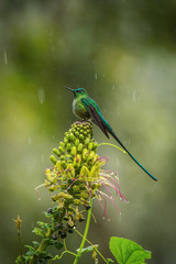 Aglaiocercus kingi or Long-tailed sylph.The hummingbird is sitting on the flower prepared to drink the nectar, amazing colored bird, amazing picturesque green background