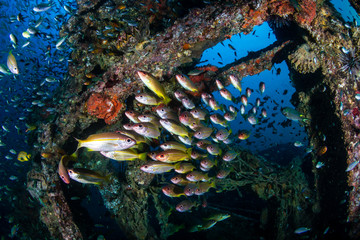 Schools of colorful tropical fish around an old underwater shipwreck in a tropical ocean