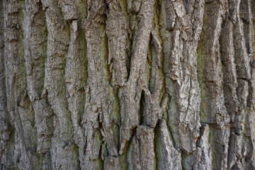 Bark on a oak tree