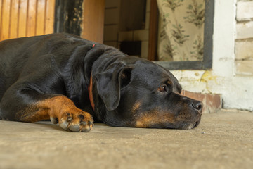 Portrait of a dog breed Rottweiler. A rude dog.