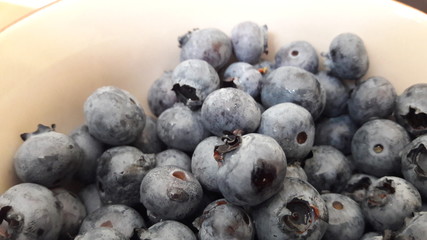 blueberries on white background