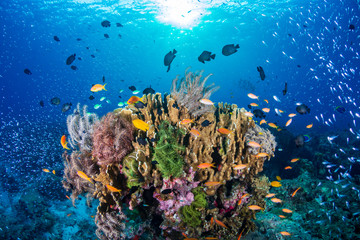 Poissons tropicaux sur un récif de corail tropical coloré et sain