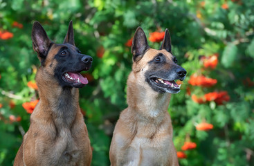 Horizontal portrait ow two malinois in the rowan tree bush