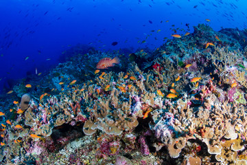 Tropical fish on a colorful, healthy tropical coral reef