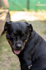 Portrait of a dog breed Rottweiler. A rude dog.