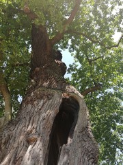Obraz premium trunk of a tree