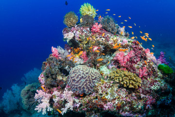 Tropical fish on a colorful, healthy tropical coral reef © whitcomberd
