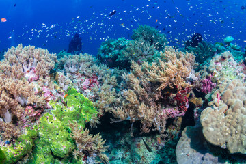 Female SCUBA diver on a colorful coral reef