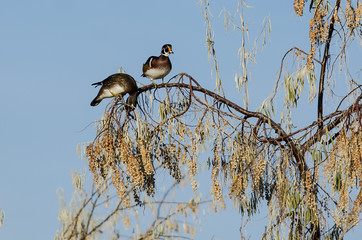Pair of Wood Ducks Perched High in the Autumn Tree Tops