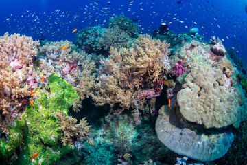 Tropical fish on a colorful, healthy tropical coral reef