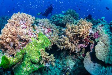 Female SCUBA diver on a colorful coral reef