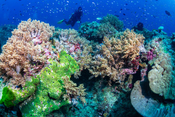 Fototapeta na wymiar Female SCUBA diver on a colorful coral reef