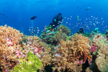 Naklejka na ściany i meble Female SCUBA diver on a colorful coral reef