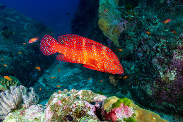 Tropical Fish on a Coral Reef