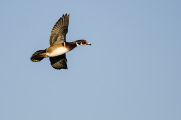 Fototapeta premium Wood Duck Flying in a Blue Sky