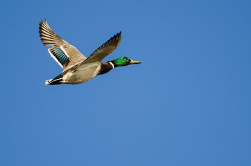 Mallard Duck Flying in a Blue Sky