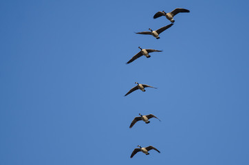 Fototapeta premium Flock of Canada Geese Flying in a Blue Sky