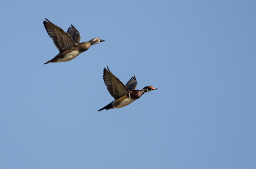 Pair of Wood Ducks Flying in a Blue Sky