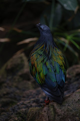 bird of prey