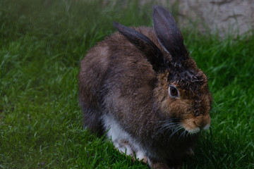 rabbit in the grass