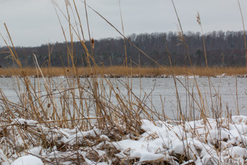 patuxent river wetlands in winter in calvert county southern maryland usa - obrazy, fototapety, plakaty