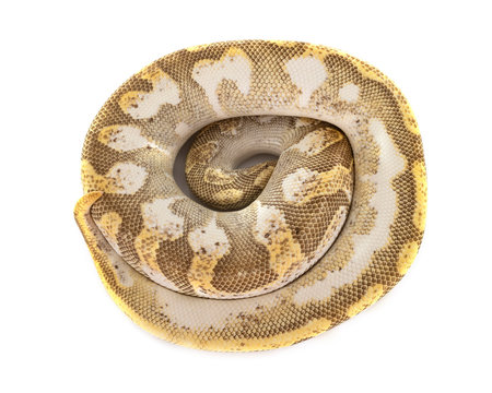 Ball python in studio
