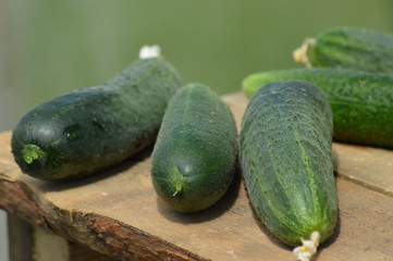 fresh cucumbers on wooden table