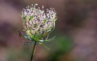 Blüte eines Wiesenkerbels