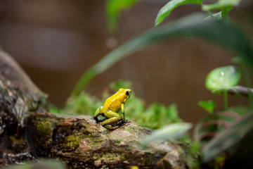 Golden poison dart frog (Phyllobates terribilis) in rainforest.  Tropical frog living in South America.