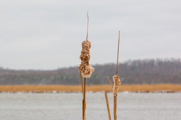cat tail plants along the shore of the patuxent river in winter calvert county southern maryland usa - obrazy, fototapety, plakaty