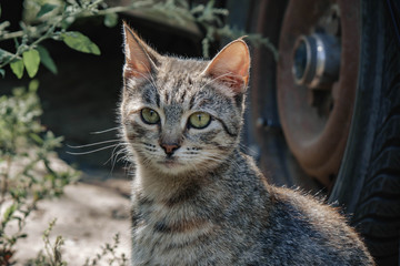 gray cat on the street look in side
