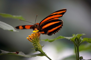 Fototapeta na wymiar Mariposa naranja y negra con las alas abiertas sobre una flor amarilla