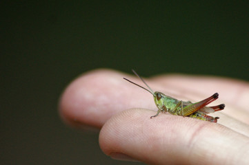 Saltamontes posado en una mano
