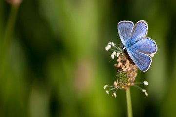 Pequeña mariposa azul 