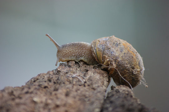 Caracol subido a una roca