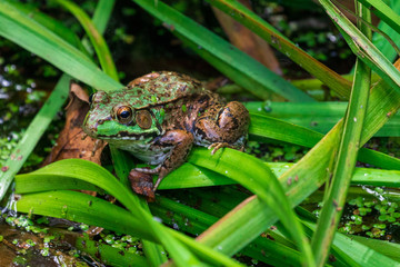 Green frog on leaves