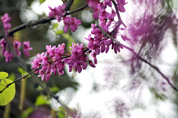 Cercis o árbol del amor