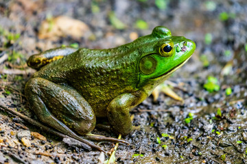 Green Frog Portrait