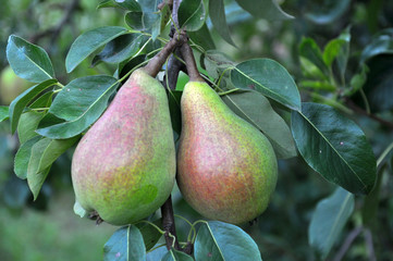 A pear ripens on a tree branch