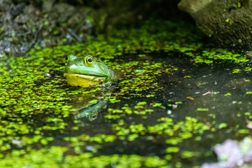 Green frog under a rock