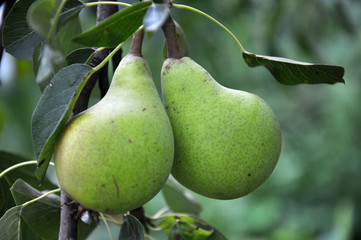 A pear ripens on a tree branch