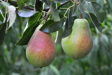 A pear ripens on a tree branch