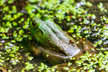 Green Frog Partially submerged