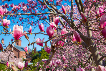 magnificent pink magnolia blossoms at the beautiful enid haupt gardens at the smithsonian museum in washington dc in spring