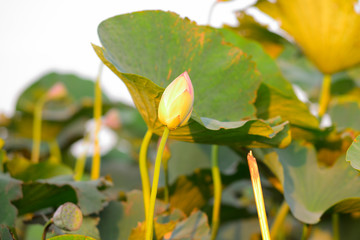 Beautiful lotus flowers on the lake.